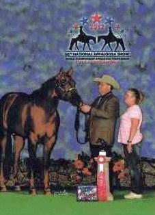 National Champion 2 YO Stallion 2nd in National Points World Qualified 34 SFL Lookin Lika Star 2005 ApHC Chestnut with blanket Sire: Santa Fe Lancer Dam: Lookin Chipper Advertised