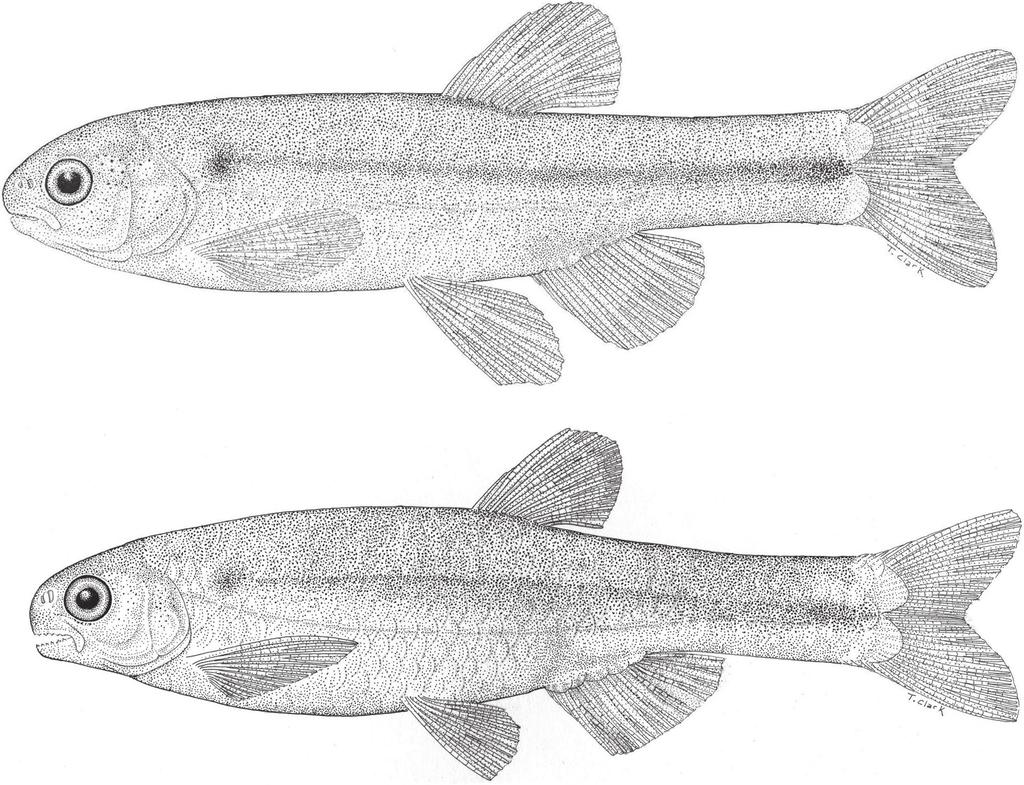 Papéis Avulsos de Zoologia, 53(10), 2013 133 Figure 1: Monotocheirodon pearsoni, CAS 59792, adult male above, 29.4 mm SL and adult female below, 35.5 mm SL.
