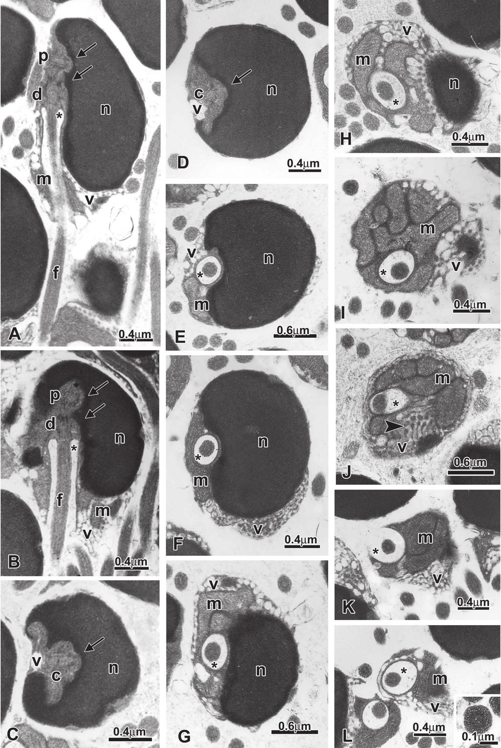 Papéis Avulsos de Zoologia, 53(10), 2013 137 Figure 11: Spermatozoa of Monotocheirodon drilos (ANSP 143791, 33.9 mm SL). A, B: Longitudinal section of spermatozoa.