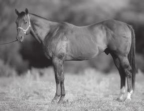 All-Time Leading Sire, and a 2013 Speedhorse Leading Maternal Grandsire of Barrel Money-Earners.