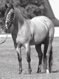 Pepcid 3716387 Owned by Tongue River Ranch PEPCID 1998 Red Roan Stallion Peppy San Badger Brazos Lynx Sam s Gay Bar Gay Bar King Miss Joe Sam An NCHA money-earner, PEPCID is a son of the NRCHA #3 and