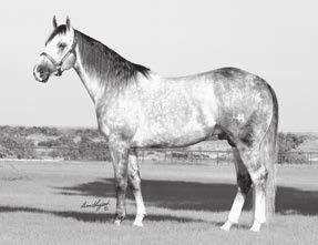 Seven From Heaven 3793189 Owned by Jose Milare Garcia SEVEN FROM HEAVEN 1999 Gray Stallion Freckles Play boy Peppys From Heaven Royal Blue Boon Boon Bar Royal Tincie The 2004 AQHA World Champion