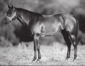 ranch horse sire of all time.
