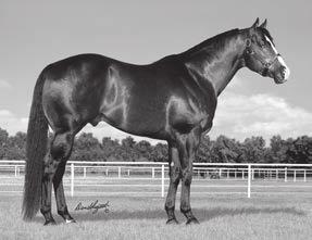 Stallion at age 5; the only World Champion Stallion by HIGH BROW CAT, and the only World Champion Stallion whose dam is also a World Champion.