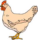 Livestock News Poultry Exhibitors REMINDER: No LIVE poultry at the county fair. All youth enrolled in poultry should have received the 2015 rules in the mail. They are also posted on our website.