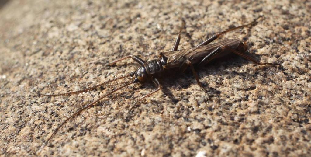 There are three key features that must be maintained to support populations of this stonefly.