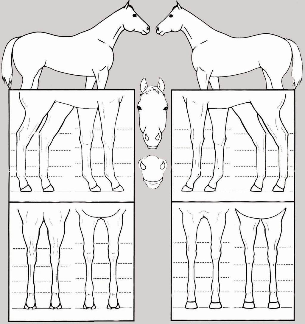 Horse Identification Form Horse s Name 4-H Club Name Horse Pony Height Sex Age Breed or Type (saddle, hunter, stock) Basic Color Face and
