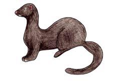 They have a brown coat with white spots or patches under their chin. They are much smaller than otters.
