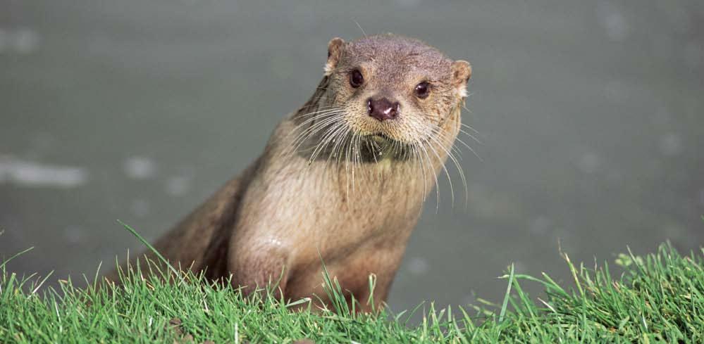 Fun Facts About Otters Otters like to live in rivers and sometimes at the seaside. We love to catch and eat fish. If I am at the seaside I sometimes catch and eat crabs.