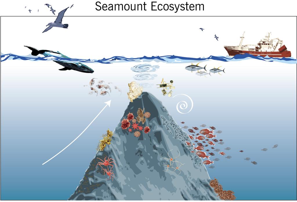 Seamounts, corals, and their importance to pelagic ecosystems (and