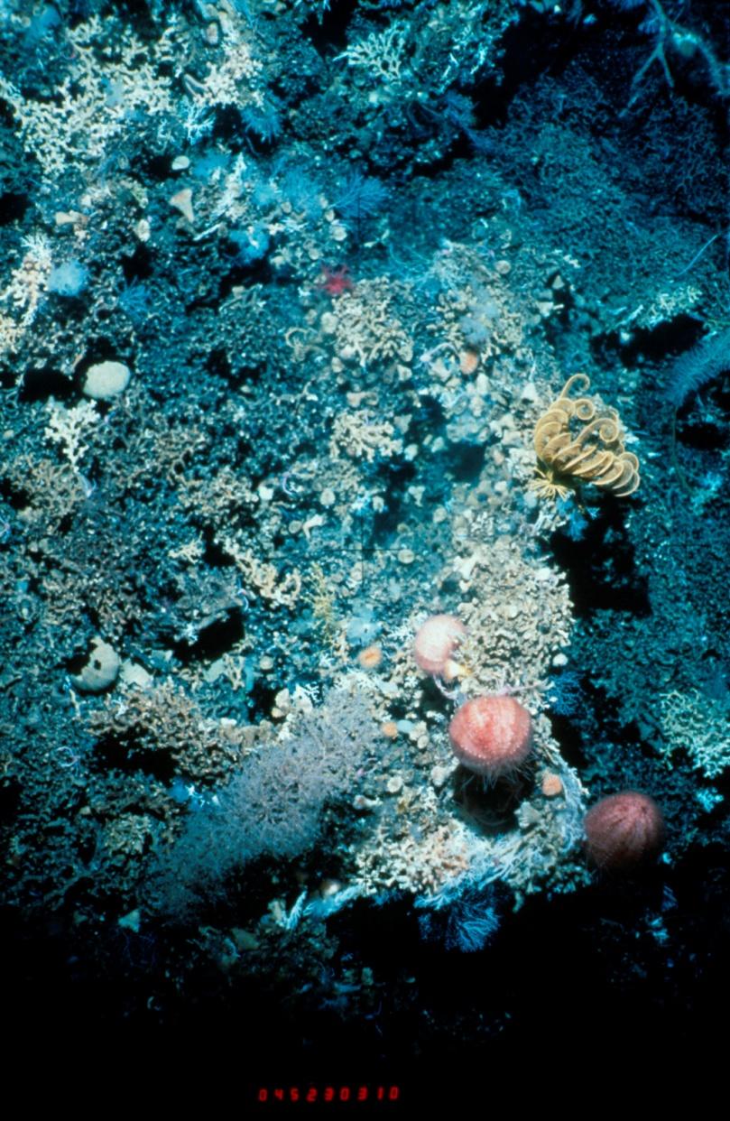 Seamounts harbour distinct communities with a high diversity Tasmanian Seamounts 297 species of animals on 14 seamounts 16-33%