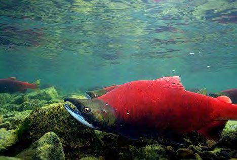Dominant Horsefly sockeye runs can comprise over