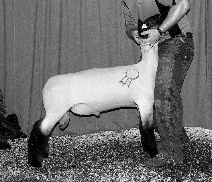 The Reserve Champion Crossbred Wether Sire from Daniels Club Lambs, IN sold to Indiana.