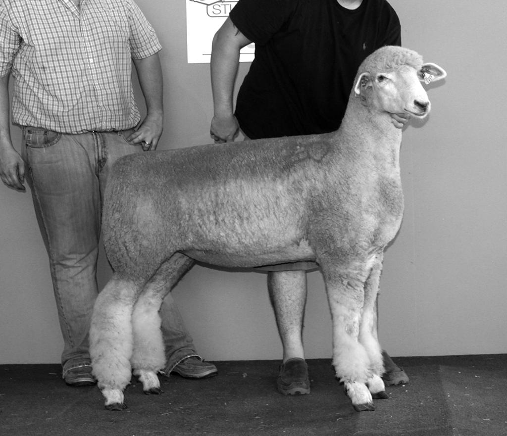 Lot 724 Ram Kin 977 576406 B-1/2/16 Tw S-LRF 1320 572438 D-Kin 880 573541 2nd spring ram lamb at Ohio State Fair and member of the 1st pair of ram lambs.