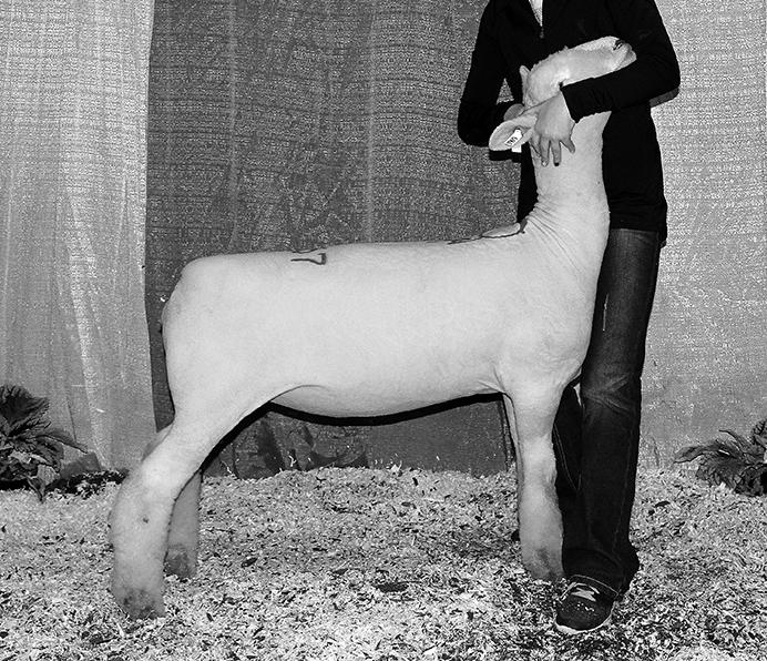 Leininger Southdowns, IN sold their Junior Champion Southdown Ewe to Pennsylvania.