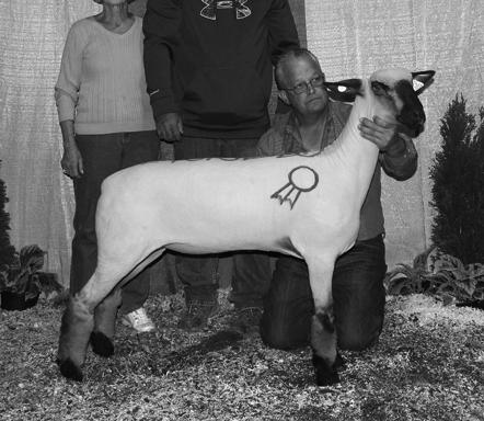 The Reserve Grand Champion Southdown Ram from Mapolyne Farms, OH sold to Indiana. Sunrise Southdowns Lexy Grace 233 River Road Westmoreland, NH 03467 603/399-4161 603/852-8241 mkwright.sheep@gmail.