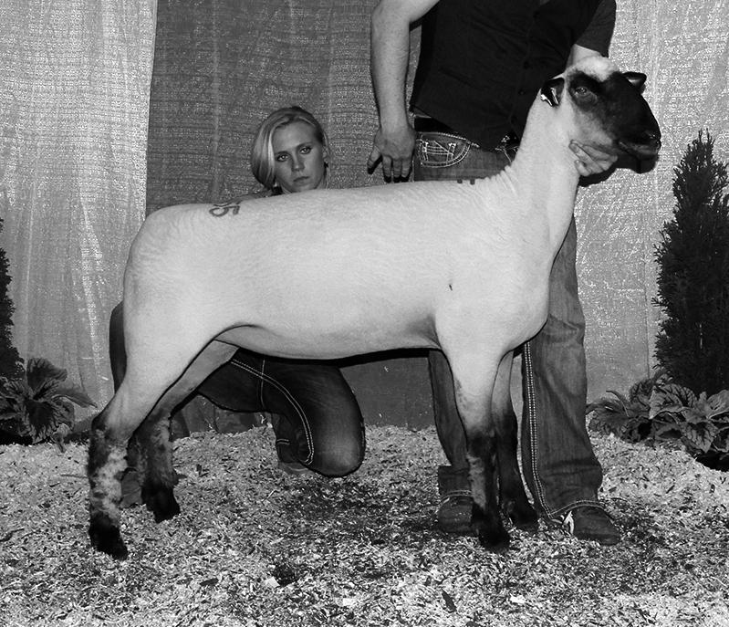 Rife Shropshires, OH sold their 3rd place fall ram lamb to Indiana. Isler Shropshires 1340 Klingel Rd Prospect, OH 43342 740/360-7682 islerjk@ngamail.