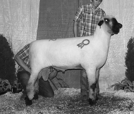 Avery 11-70 Blazing Star is the dam of last year s National Sale Grand Champion Ewe and record selling ewe.