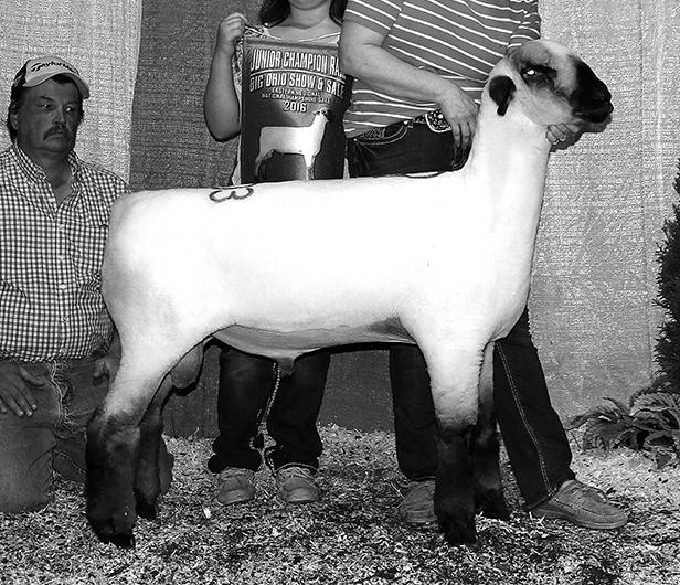 Jadewood Valley Farms, PA bred the Junior Champion Hampshire Ram and he sold to Ohio.