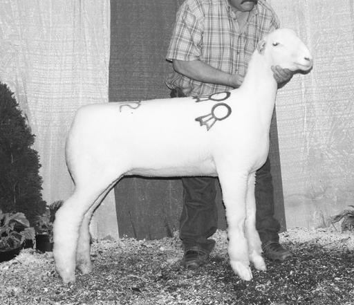 The Grand Champion Polled Dorset Ewe was sold by McDaniel Ranch, IN sold to Illinois. Glenn Stunkel 6105 E Dickerson Road Tuscarora, MD 21790 Cell: 301/639-7257 a55twister@aol.