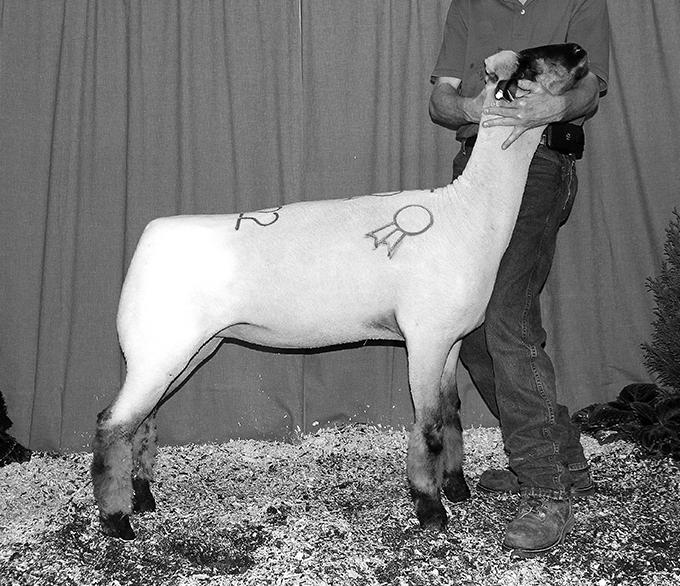 The Grand Champion Oxford Ram was bred by Lobdell Oxfords & Dorpers, IL and sold to Vondenhuevel Oxfords, OH. Apple Oxfords John A.