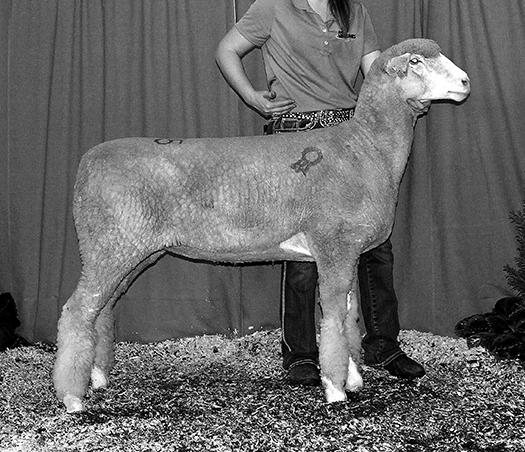 Lot 202 Ewe Kuehne 1676 B-9/25/16 Tw QR S-Kuehne 1462 Hitch Hiker Y10143 RR D-Bauck 1-76 U20665 QR Dam was Reserve Champion Ewe at Sedalia in 2012. Hitch Hiker is one of our Keeper Canyon sons.