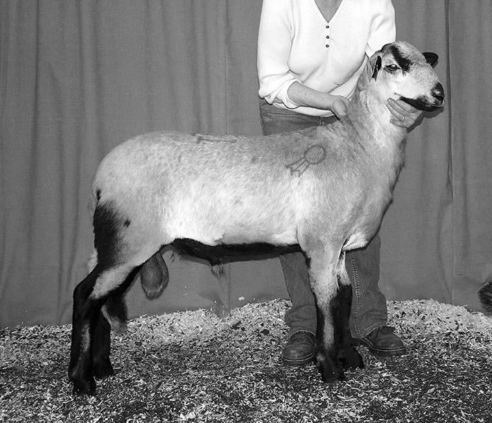 com Ewe Shu 3828 121945 B-3/1/16 Tr QR S-AGA 610 Rebel 121945 RR D-Shu 3663 112116 QR Rebel has sired our 2015 Champion Ram at the Louisville Show and also 2015 Junior Champion at the Midwest Sale.