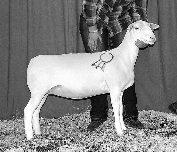 The Grand Champion White Dorper Ewe from East Star Livestock, OH sold to Texas.