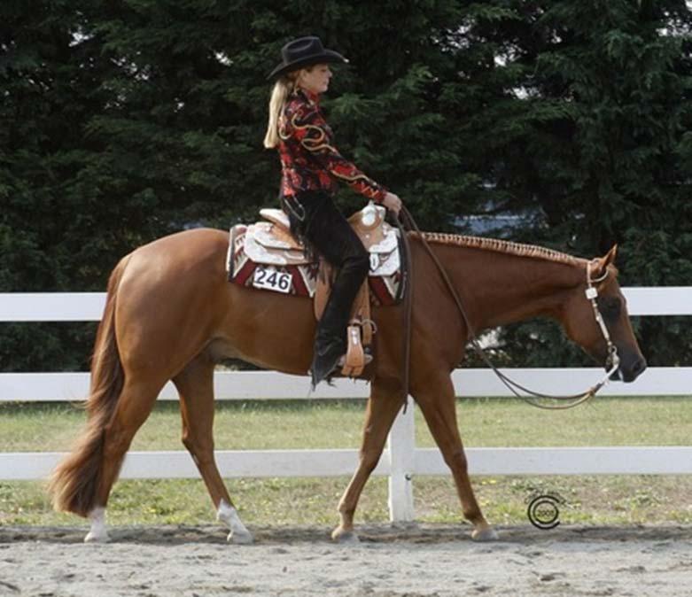 Rider Position Sit in the Center of the Saddle Legs Under Rider Form a Straight Vertical Line Through: Ear Center of