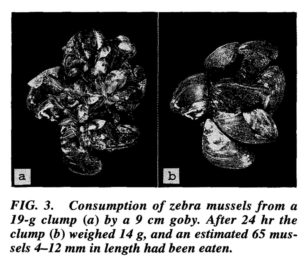 DISCUSSION Round gobies readily consumed zebra mussels in the laboratory. In all situations presented to the gobies, zebra mussels were preferred over the native clams or snails.
