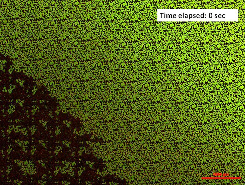 5.3 Primary Drainage Primary drainage was performed on micromodels 100% saturated with Fluorescein or FT175 water.