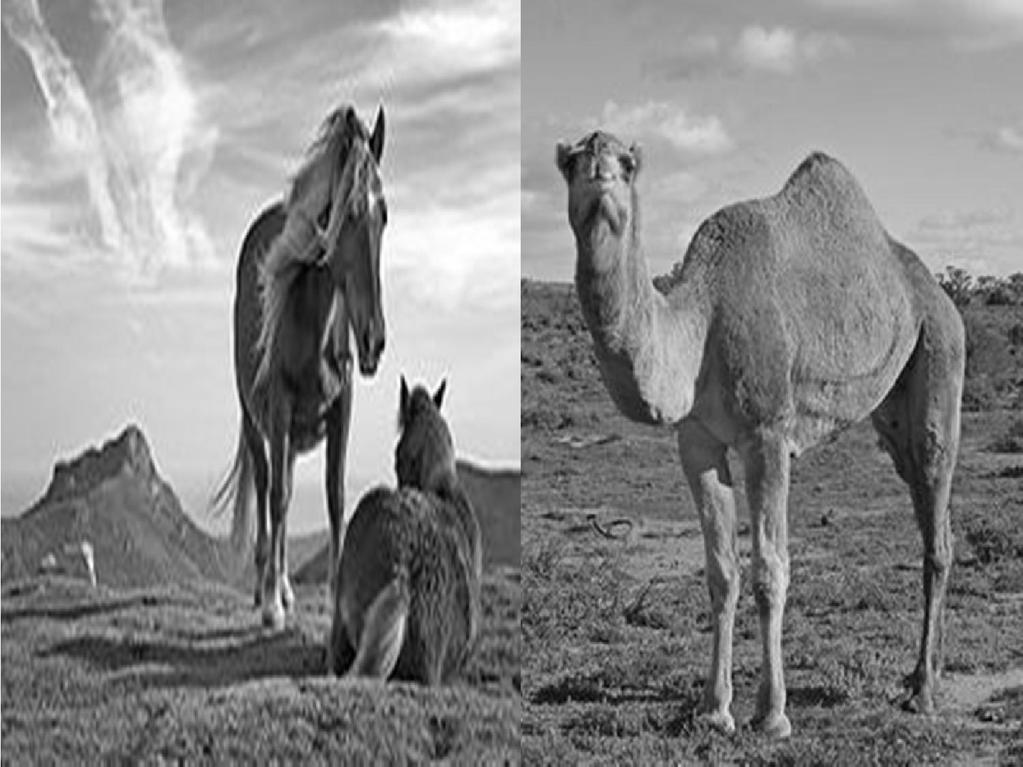 CAMEL AND EQUINE