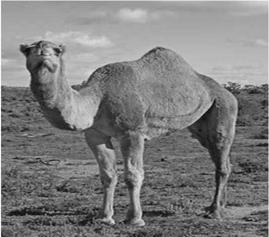 POPULATION World wide camel population is 24 million (FAO, 2010) Pakistan ranks third among major camel-raising countries after Somalia and Sudan (FAO, 1999)