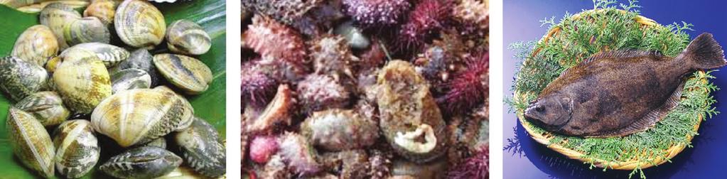 Fig. 2. Examples of target species for the Prefectural Stock Assessments in Japan: bivalves (left), sea cucumber (center), and flatfish (right) Fig. 3.