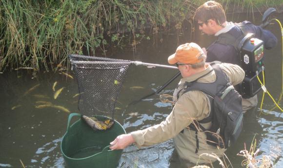 3.3 DISCUSSION At present rod catch and juvenile electrofishing surveys are the two main monitoring programmes conducted annually on Trout populations within the Foyle and Carlingford areas.