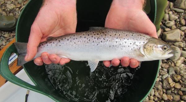 5.1 SEA TROUT STATUS REPORT A Sea trout status report has been developed which provides an appraisal of available historical and contemporary information on Sea trout populations in the Loughs Agency