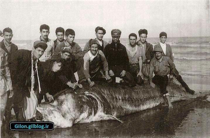 Beluga sturgeon Weight: 1800