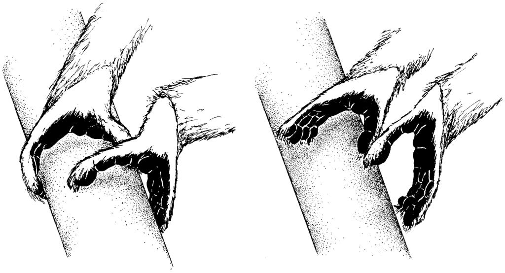 INDRIID LEAPING KINEMATICS 377 Figure 5. Close-up of Propithecus verreauxi feet at take off. The feet release the grip around the support with toes II V coming off the lateral surface of the support.