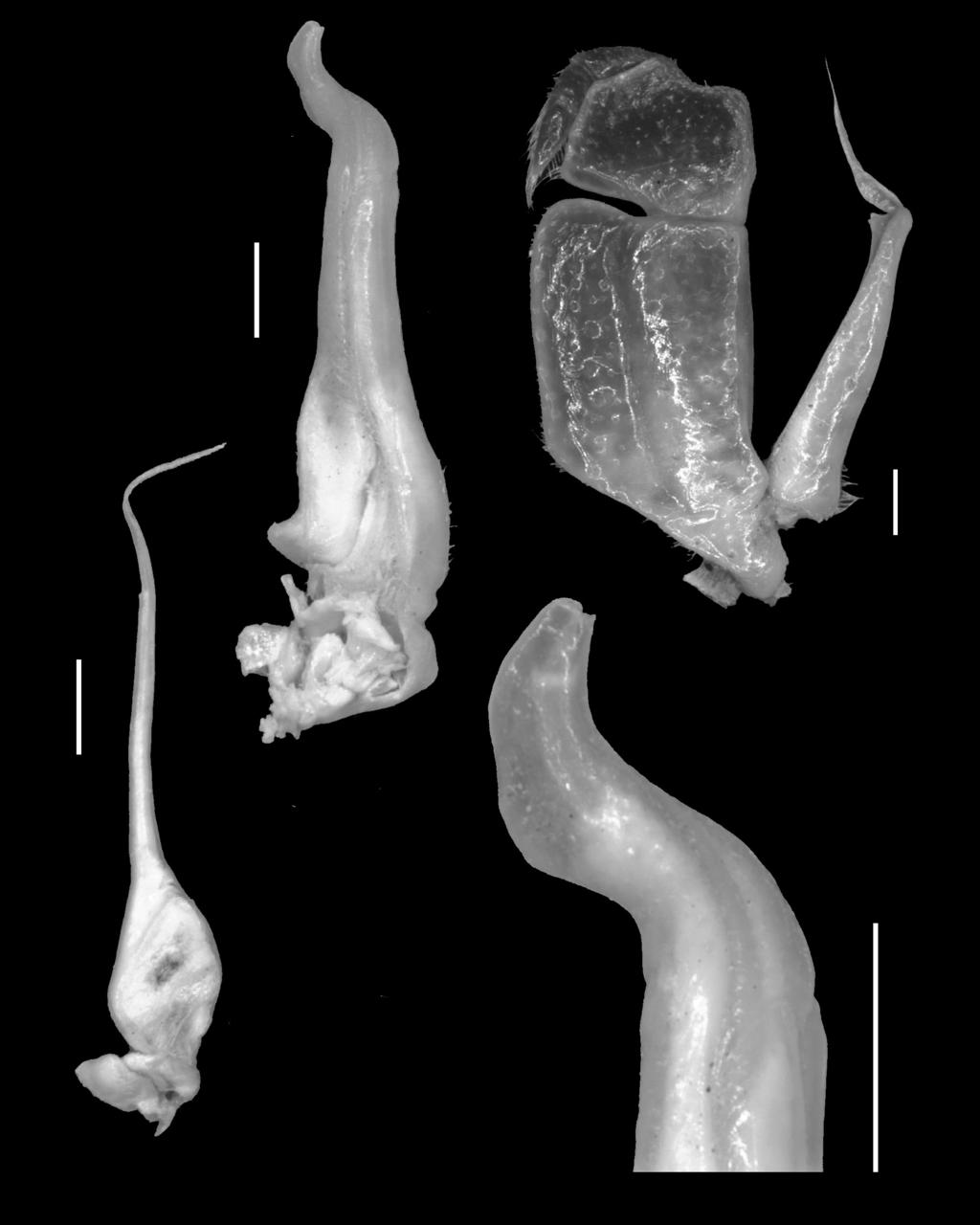 page 8 of 20 closed (Fig. 3A). Ambulatory legs (pereopods 2-5) slender, with dense short setae on dactylus, relatively sparse short setae on the propodus, carpus and merus (Fig. 3A). Pereopod 5 with propodus about 2 times as long as board, subequal to dactylus (Fig.