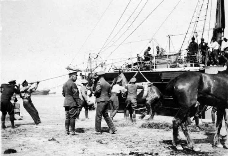 Unloading horses from a ship at Gallipoli, 1915. National Library of New Zealand The continued resupply of horses was a major issue of the war.