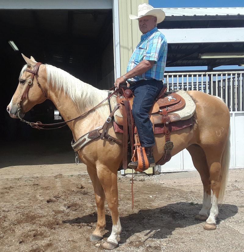 The Gary Spelbring AQHA well bred fancy yearlings with permanent papers (not halter broke so sold in Loose Sale) averaged $663 with his blue roan filly selling
