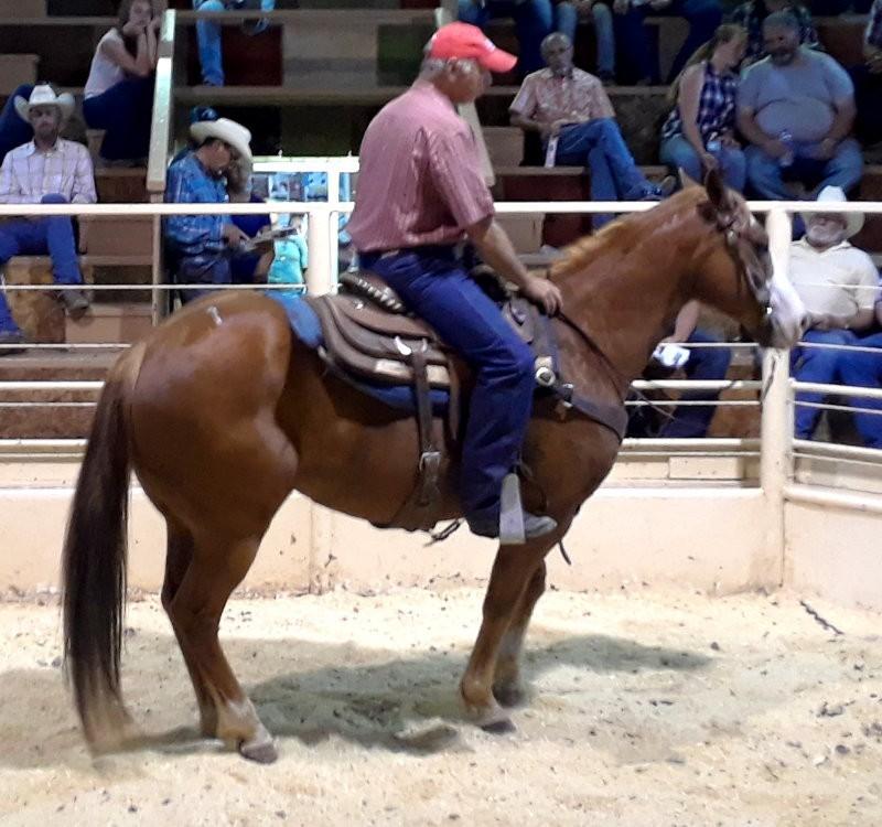 The fresh rope cattle sold for $450. THE TOP SALE HORSE sold in the LOOSE Sale for $3,600. He was a 10-year old gelding, gentle broke and a rope horse.