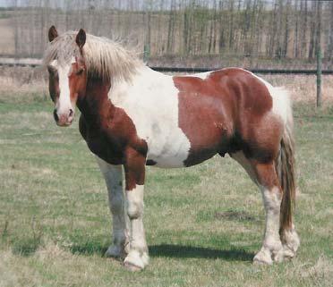R-23 Cowboy Cowtown 4 yr old Bay Stallion This 2005 stud is a son of Cowboy. He is half brother to NFR horses such as Yet and Wild Strawberry.