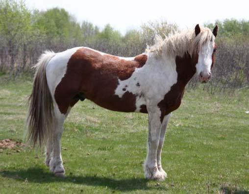 R-21 Cowboy Hawk 4 yr old Paint Stallion This 2005 stud is a son of Cowboy. He is half brother to NFR horses such as Yet and Wild Strawberry. He has been dummied out twice a year since 2006.