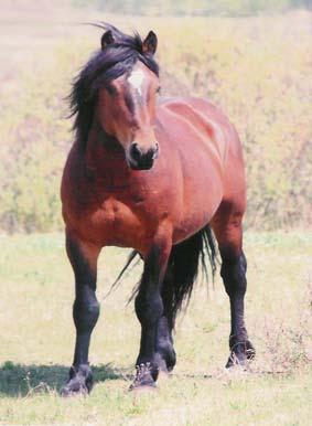 N-13 Will James 6 yr old Bay Stallion This 2003 stallion is a son of Confused Velvet.