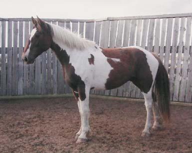 R-17 Renegade Rex 4 yr old Paint Gelding This 2005 gelding is a son of Zebo. He has been dummied out twice a year since 2006.