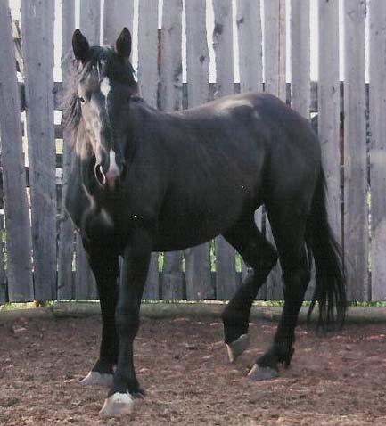 S-11 Sylvester 3 yr old Black Gelding This 2006 gelding is a grandson of Grated Coconut.