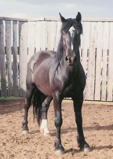 He is a half brother to NFR horses such as Yet and Wild Strawberry. He has been dummied out twice a year since 2006.