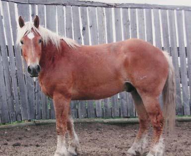 P-13 Peter Piper 5 yr old Sorrel Gelding This 2004 gelding is a grandson of Grated Coconut.