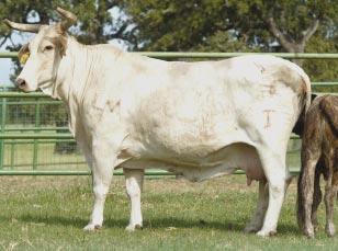 7 TBB AS 21 Reg #: Pair Calved: 1/1/96 Calf: Bull, ID: 6420, Reg #: 10036685, born 2/26/06 sired by Neon Looking for some bad attitude? Here she is! Moreno bred cow with lots of fire.